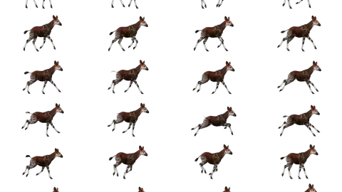 Okapi race-theme artwork