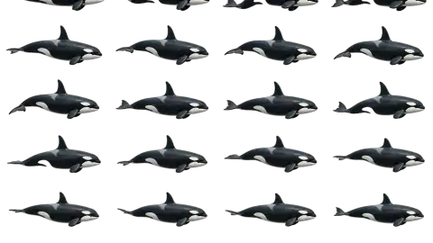 Orca race-theme artwork