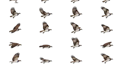 Osprey race-theme artwork