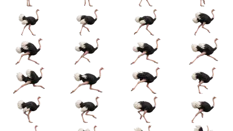 Ostrich race-theme artwork