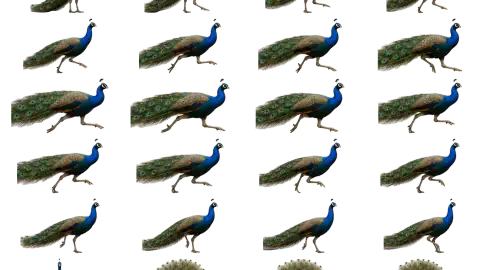 Peacock race-theme artwork