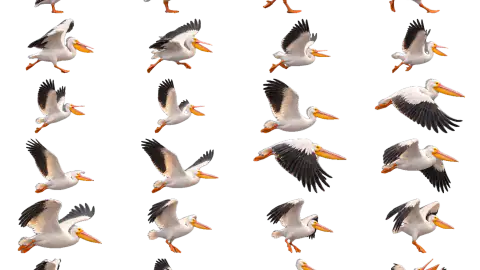 Pelican race-theme artwork
