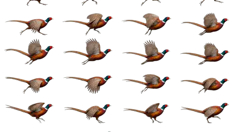 Pheasant race-theme artwork