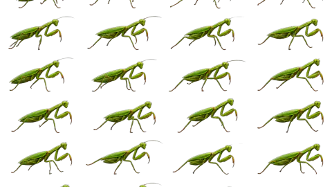 Praying Mantis race-theme artwork