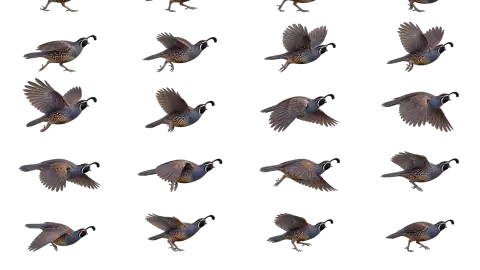 Quail race-theme artwork
