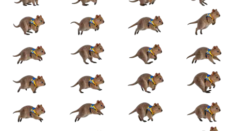 Quokka race-theme artwork
