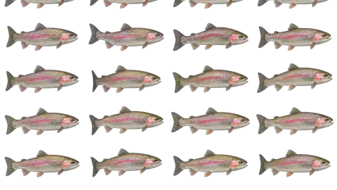 Rainbow Trout race-theme artwork