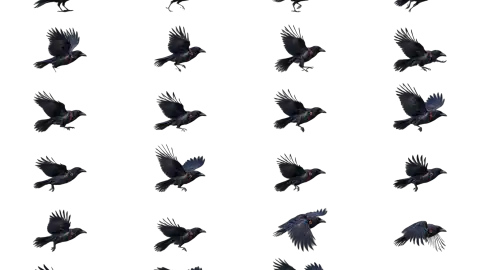 Raven race-theme artwork
