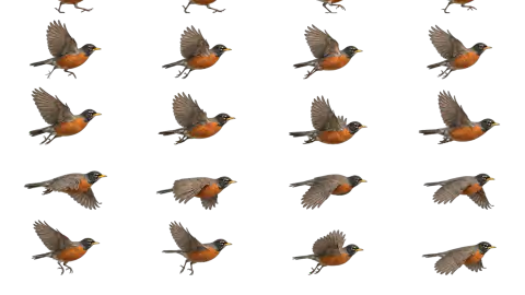 Robin race-theme artwork