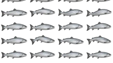 Salmon race-theme artwork