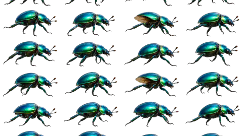 Scarab Beetle race-theme artwork