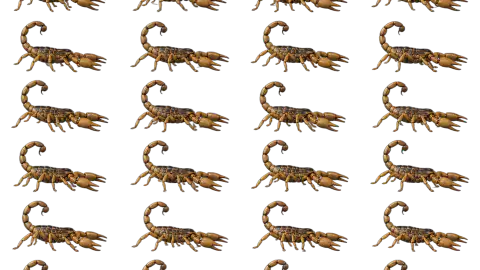 Scorpion race-theme artwork