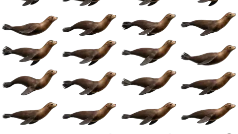 Sea Lion race-theme artwork