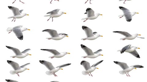 Seagull race-theme artwork