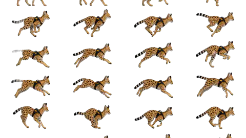 Serval race-theme artwork