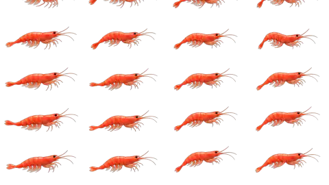 Shrimp race-theme artwork