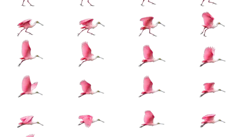 Spoonbill race-theme artwork