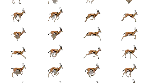 Springbok race-theme artwork