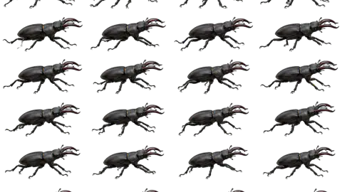 Stag Beetle race-theme artwork
