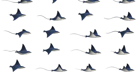 Stingray race-theme artwork