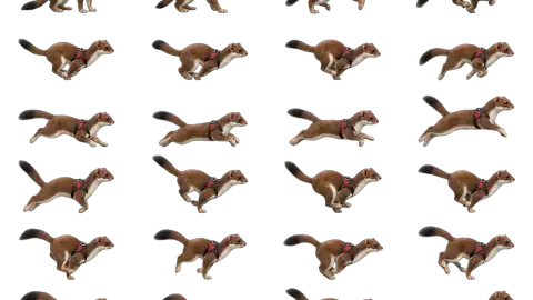 Stoat race-theme artwork