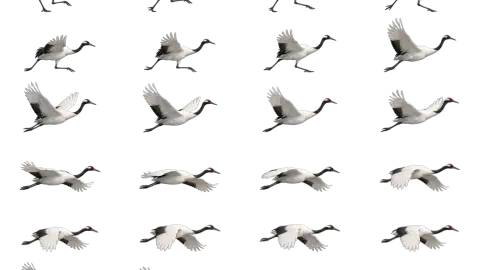 Stork race-theme artwork