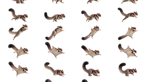 Sugar Glider race-theme artwork