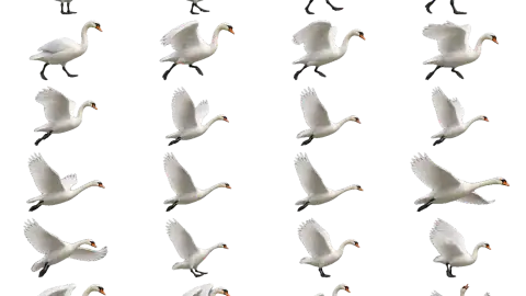 Swan race-theme artwork