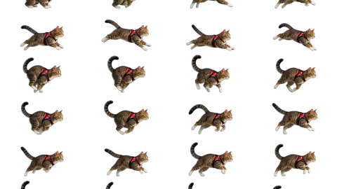Tabby Cat race-theme artwork