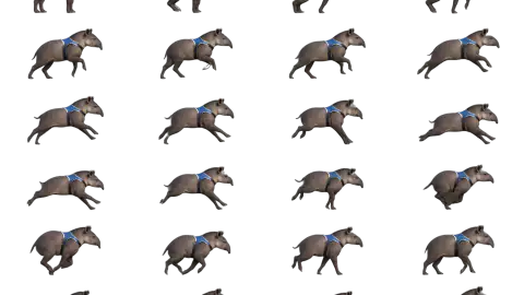 Tapir race-theme artwork
