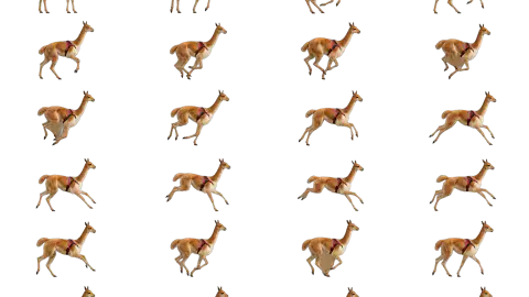 Vicuna race-theme artwork