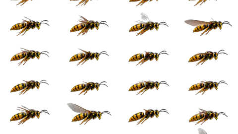 Wasp race-theme artwork