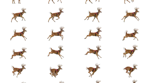 White Tailed Deer race-theme artwork